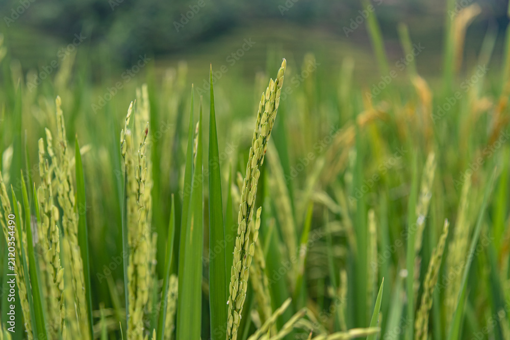 Obraz premium Close view of healthy rice plants with abundant grain heads growing in a fertile paddy field