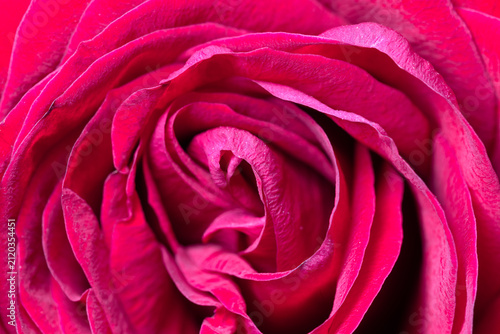 Vibrant pink rose flower petals closeup