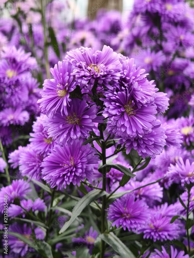 Fototapeta premium Purple Aster