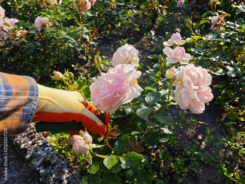 Gardener Pruning Pink Roses in Summer Garden at Sunset. A close-up of a gardener’s gloved hand using pruning shears to trim blooming pink roses in a sunlit garden.