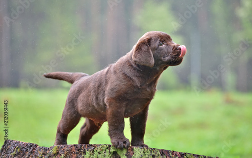 Puppy standing on a log licking its nose