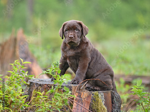 Puppy sitting on a tree stump in the forest