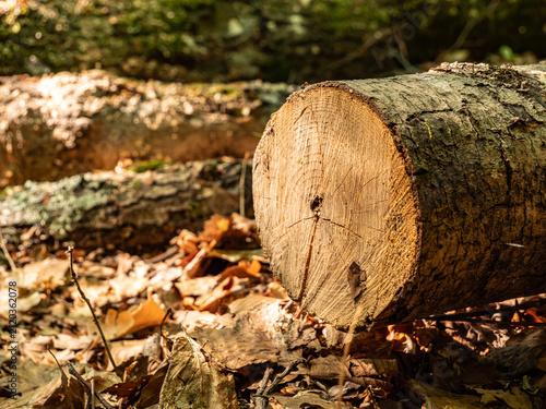 A close-up view of a freshly cut tree log resting on a forest floor covered with dry autumn leaves. Warm sunlight highlights the detailed end-grain wood rings and rough bark texture.