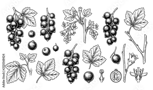 Botanical Blackcurrant Ink Sketch Engraving Style Vector Set with Leaves and Berries