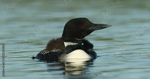 Common Loon, adult, young, chicks, riding on back, lake