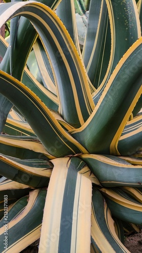 Obraz na plátně Vertical variegated agave americana leaf texture background