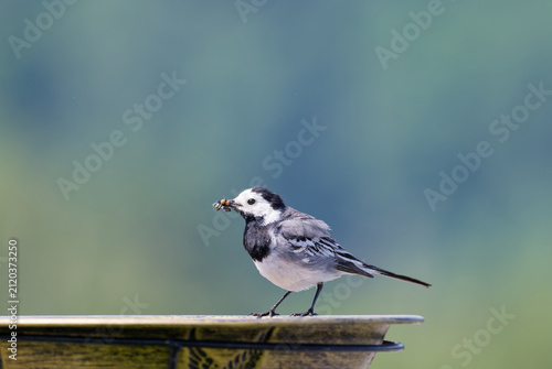 Bird Gathering snacks