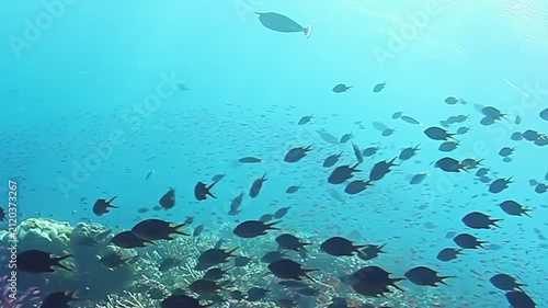 Swim through Fiji's stunning coral reefs and discover lively dance of colorful fish. Experience nature's beauty in this underwater paradise, filled with bustling marine life and breathtaking scenery.