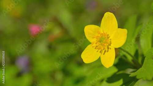 A flower of Anemonoides ranunculoides, a plant that should be avoided due to its toxicity.