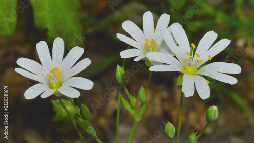 Fotografía Flowers of Rabelera holostea, with the anthers at the tips of the pistils covered in pollen, in early spring