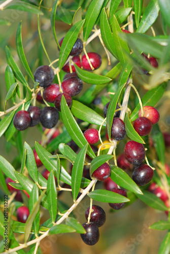 Olives of the Arbequina variety, from which the world-renowned Les Garrigues olive oil is produced.