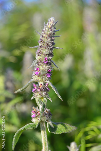 Stachys germanica in flower: A plant of great value in traditional medicine in the countries of Central and Eastern Europe.