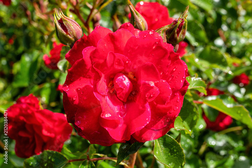 Quadro su tela rose variety ‘Rotilia’ in the garden after a rain shower