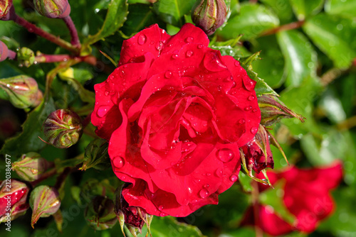 Quadro su tela rose variety ‘Rotilia’ in the garden after a rain shower