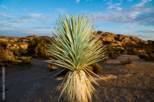 Yucca found in Joshua Tree National Park
