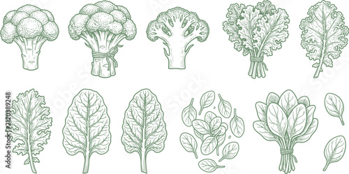 Set of hand-drawn green vegetables illustration including broccoli kale spinach and chard leaves sketch style with broccoli vegetables nutrition botanical illustration agriculture