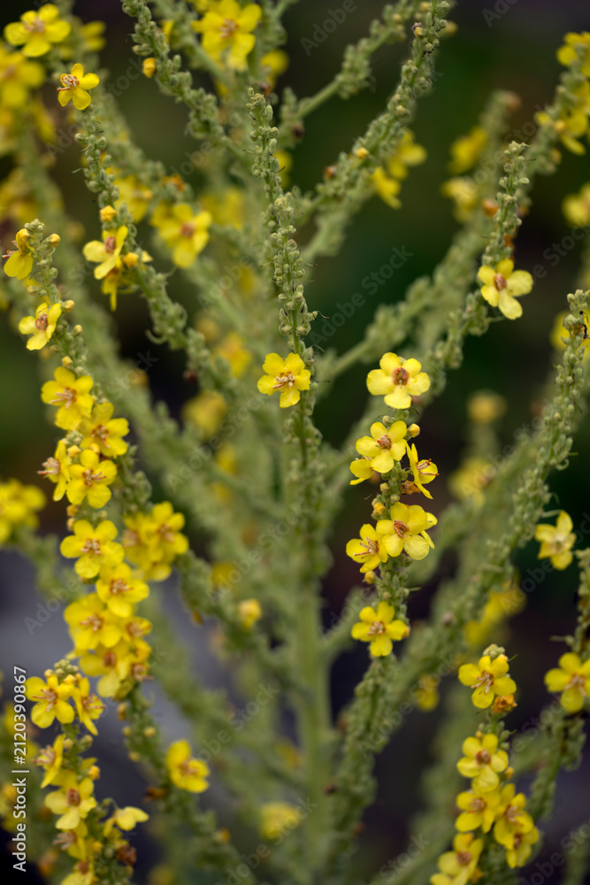 Obraz premium yellow flowers in spring