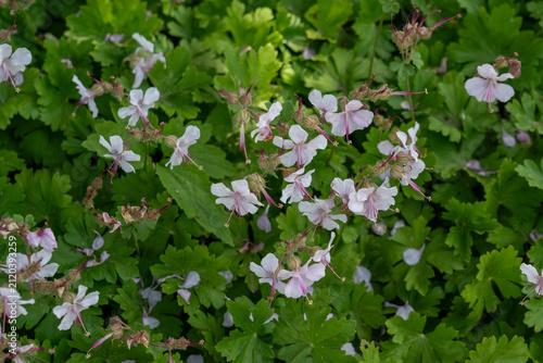 Geranium x cantabrigiense 'Biokovo' growing in the garden. Canada. 