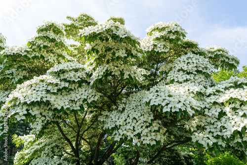 Kousa Dogwood (Cornus kousa), also commonly known as Chinese dogwood growing in the garden. Canada. 