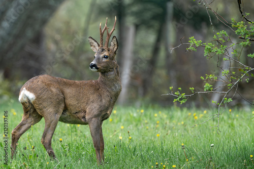 Foto Le regard au loin pour ce chevreuil