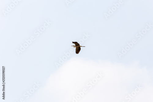Bild auf Leinwand Grey heron flying gracefully in mid air with outstretched wings against a bright