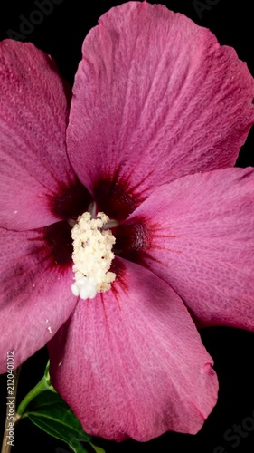 Pink Tree Hibiscus Flower Blooms. Bud Opens into a large Purple Flower. Time Lapse of a Blooming Violet Hibiscus Plant. Detailed Macro Timelapse of a Blossoming Pink Flower. Hibiscus Close Up