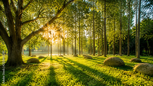 Sunlight filtering through a peaceful green forest park with tall trees, natural grass landscape and a serene outdoor environment
