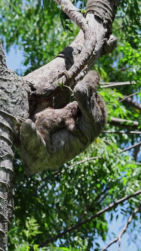 Brown-throated three-toed sloth feeding in a tree with its baby in Costa Rica