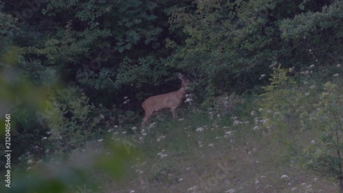 Roe Deer in natural ambient, dusk, long distance (Capreolus capreolus) - (4K)