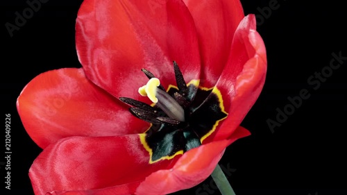 Red Tulip Blooms in Time Lapse on a Black Background. Spring Symbol Blooming in Timelapse. One Red Flower Opens Petals Fast. Amazing Beautiful Blossoming Plant