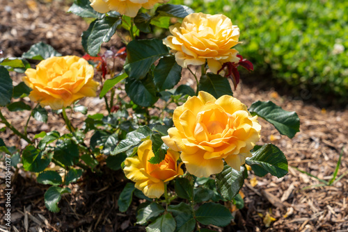 Foto Rose (Rosa 'Amber Queen') flowers growing in the garden. Canada.