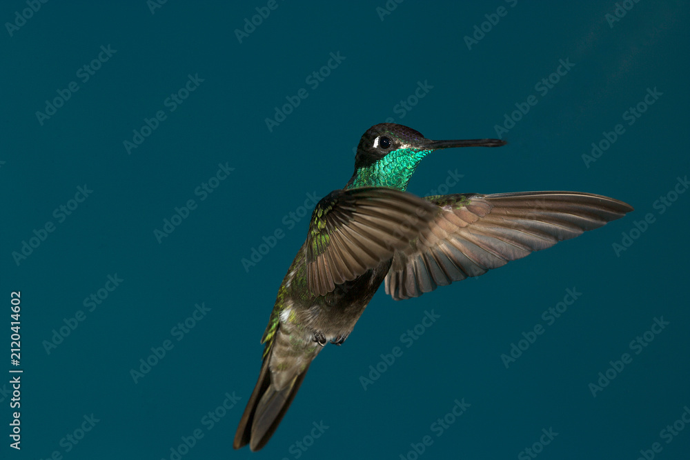 Fototapeta premium Rivoli's Hummingbird flying