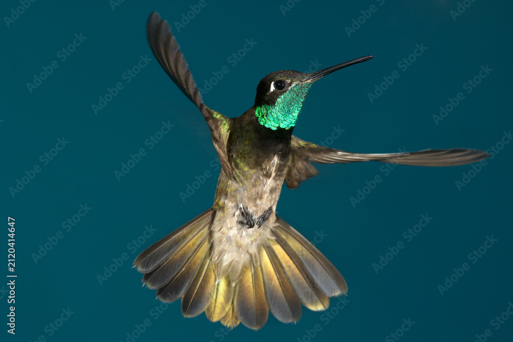 Fototapeta premium Rivoli's Hummingbird flying
