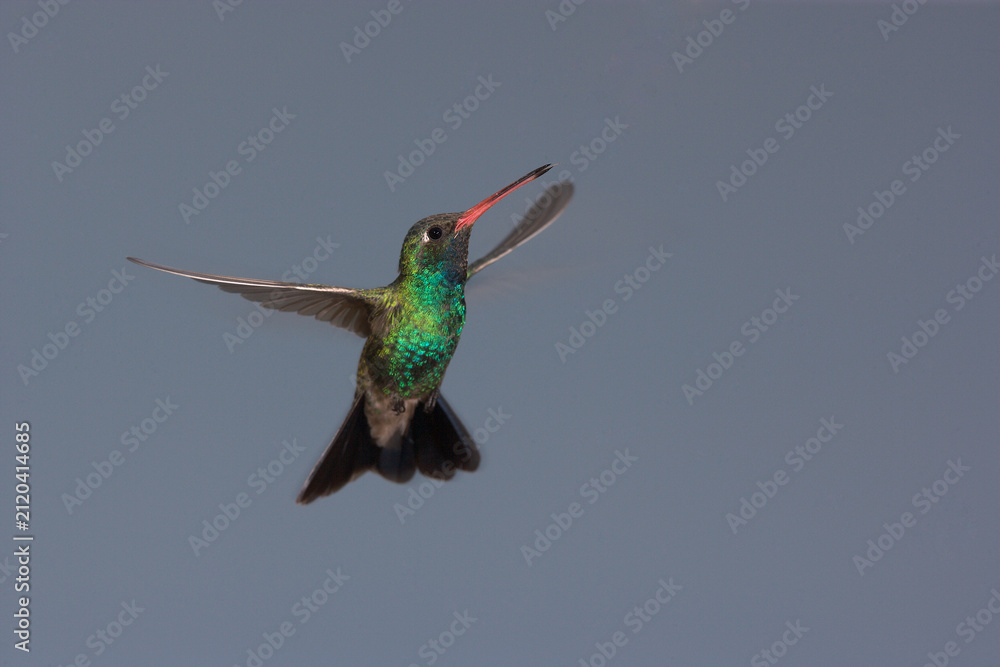 Fototapeta premium Broad-billed hummingbird in flight