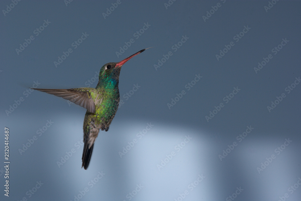 Fototapeta premium Broad-billed hummingbird in flight