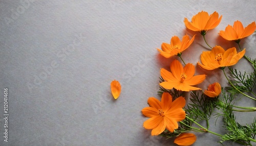 Orange Flowers Cosms Local Flora Arrangement Flat Lay Postcard Style