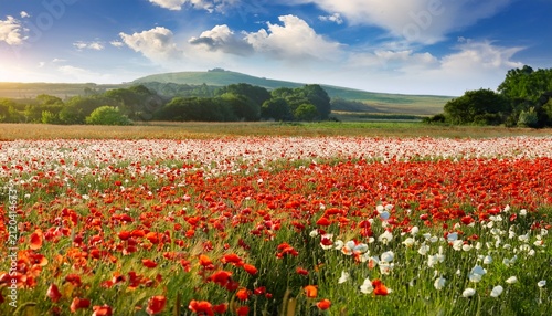 Bright Red And White Poppy Flowers In A Poppy Field Summer Landscape