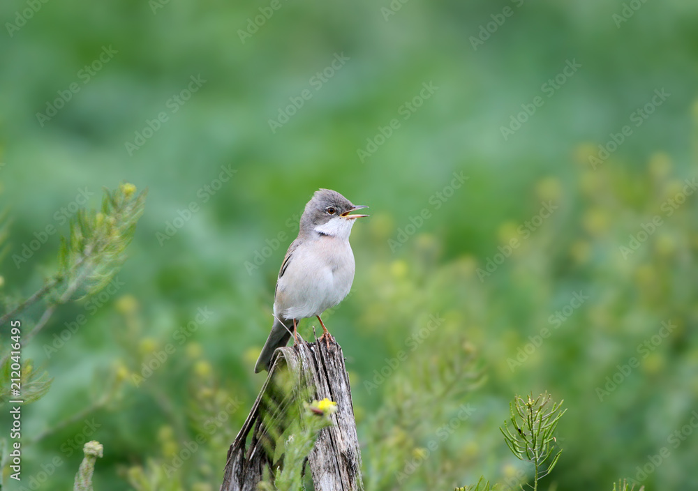 Obraz premium A greater whitethroat singing with open beak while perched on a weathered wooden post.