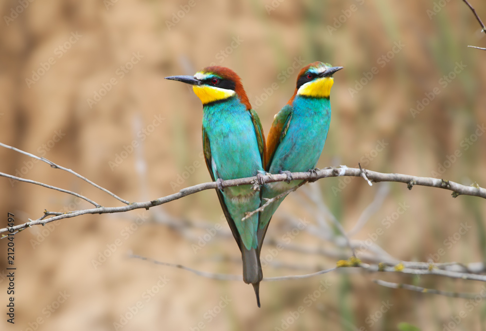 Obraz premium Pair perched side by side on a thin branch. Wild bird, ornithology, nature.