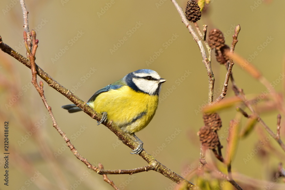 Fototapeta premium Blue Tit