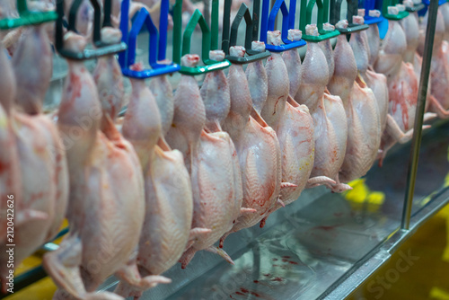 Fresh whole chickens hanging from hooks on a processing line inside a poultry processing facility. The image represents poultry processing, meat production, food industry, agricultural manufacturing, 