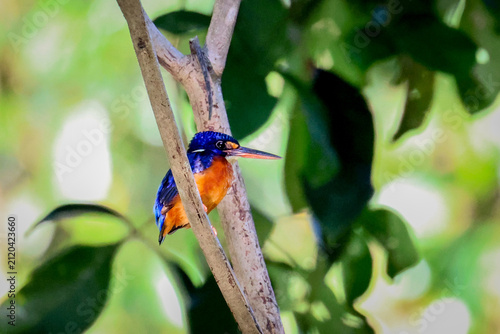 Canvastavla Blue-eared Kingfisher