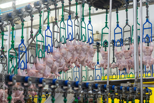 Fresh whole chickens hanging from hooks on a processing line inside a poultry processing facility. The image represents poultry processing, meat production, food industry, agricultural manufacturing, 