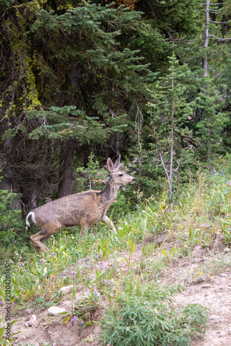 Mule Deer on Mount Washburn in Yellowstone National Park