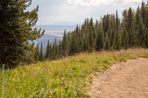 Wildflowers Blooming on Mount Washburn in Yellowstone National Park