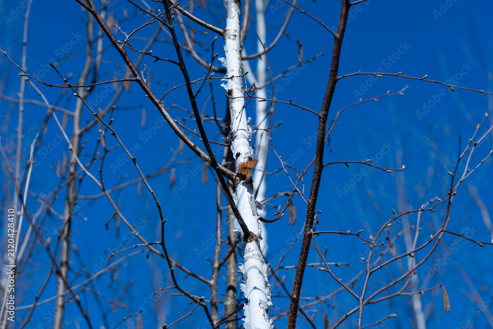 Obraz premium Close view of orange butterfly perched on peeling birch bark inside leafless forest, with intersecting twigs, pale trunks, and clear blue sky creating quiet early spring woodland atmosphere