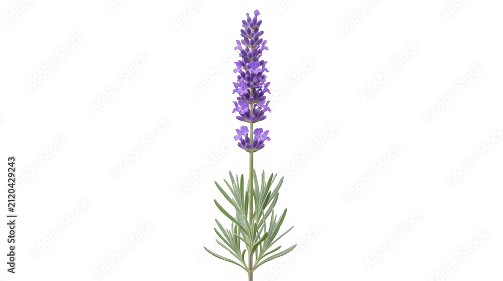 Obraz premium Purple lavender flower plant with tall spikes and green leaves