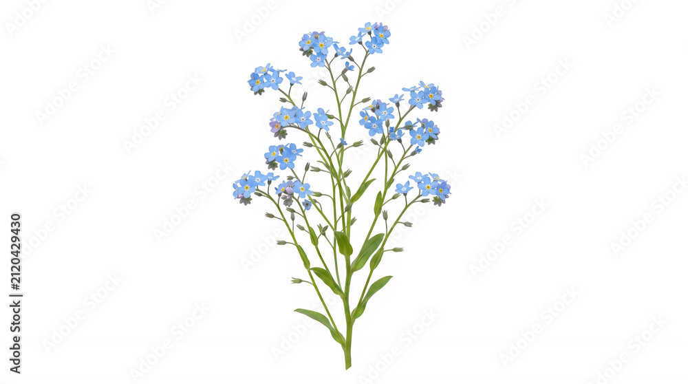 Obraz premium Blue forget-me-not flowers with green leaves on a light background