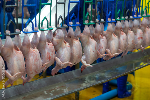 Fresh whole chickens hanging from hooks on a processing line inside a poultry processing facility. The image represents poultry processing, meat production, food industry, agricultural manufacturing, 