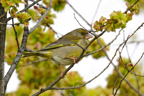 Canvas Print Grünfink in euiner Ulme // European greenfinch (Chloris chloris)